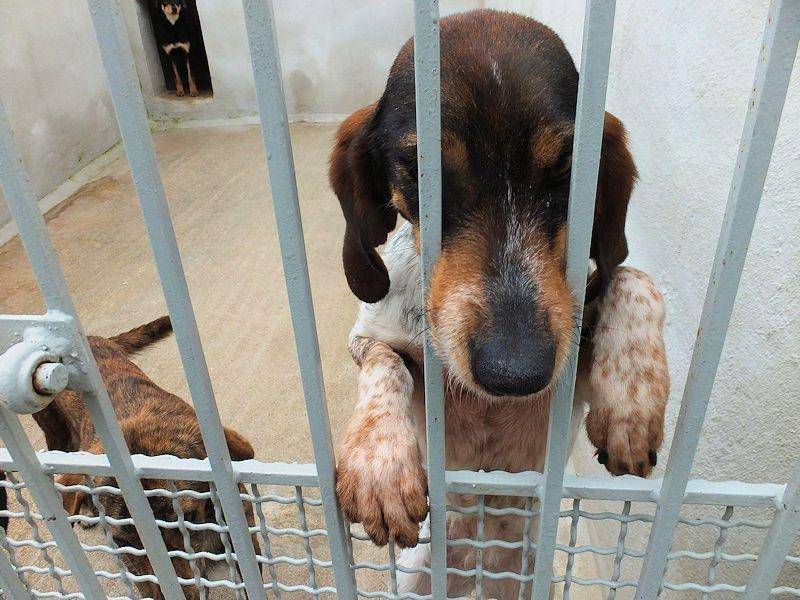 Adotta un cane, taglia media contenuta, femmina, Frosinone
