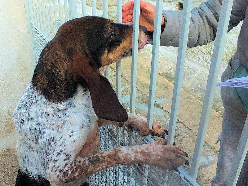 Vuoi adottare un cane a Frosinone?