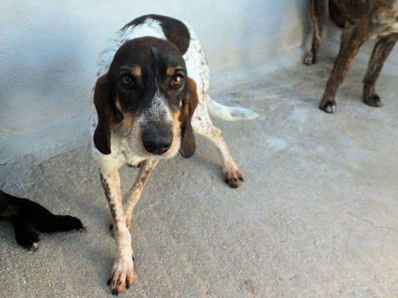 Adotta il cane LUTEZIA a Frosinone