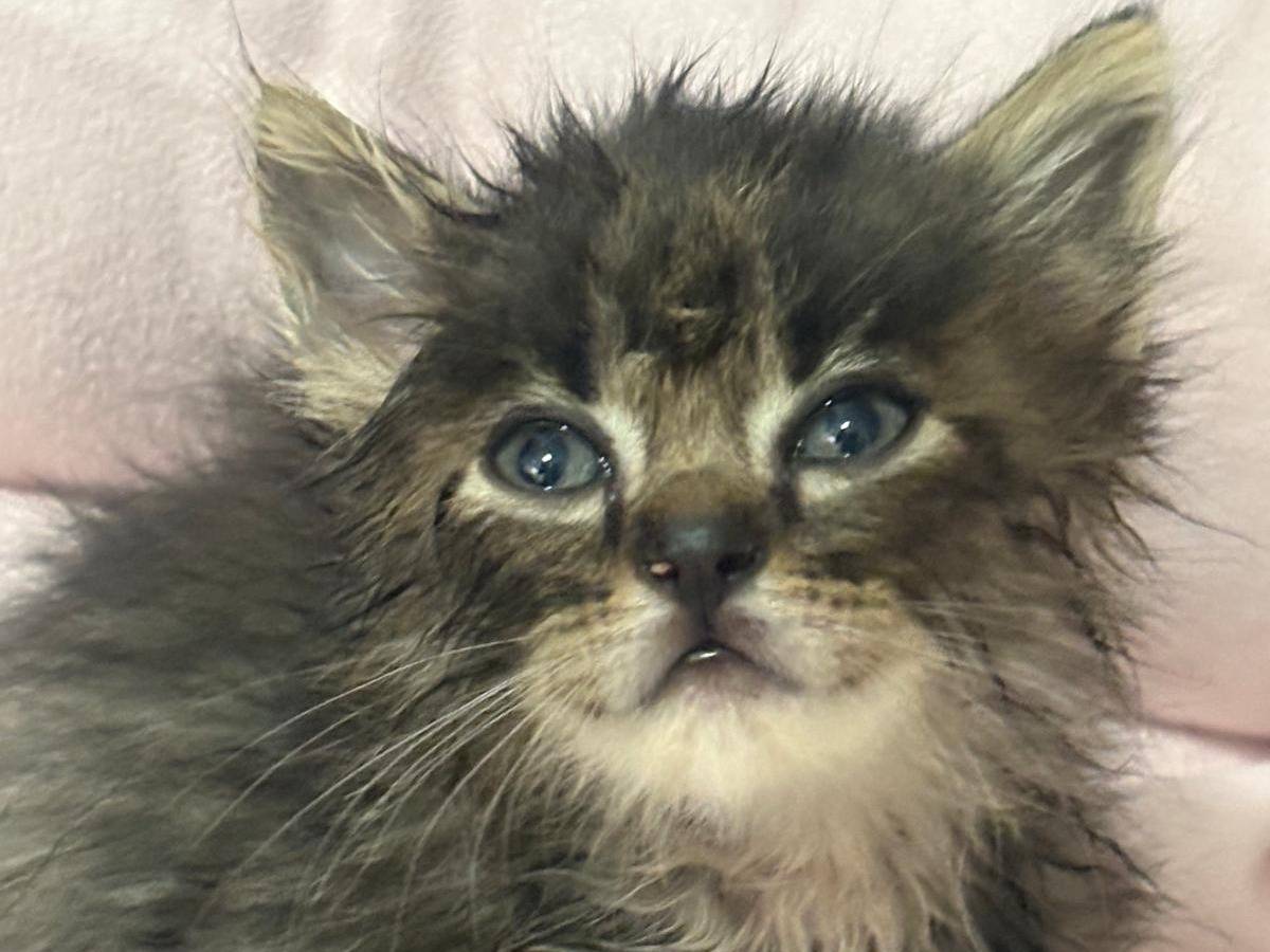 Adotta un gatto, maschio, 1 mesi, Frosinone