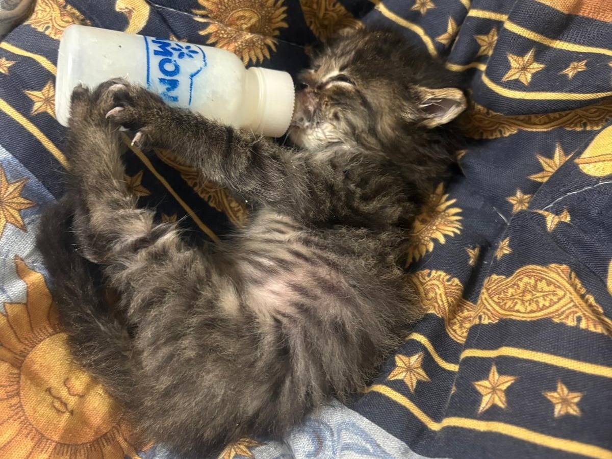 Adotta un gatto, taglia non valida, maschio, Frosinone