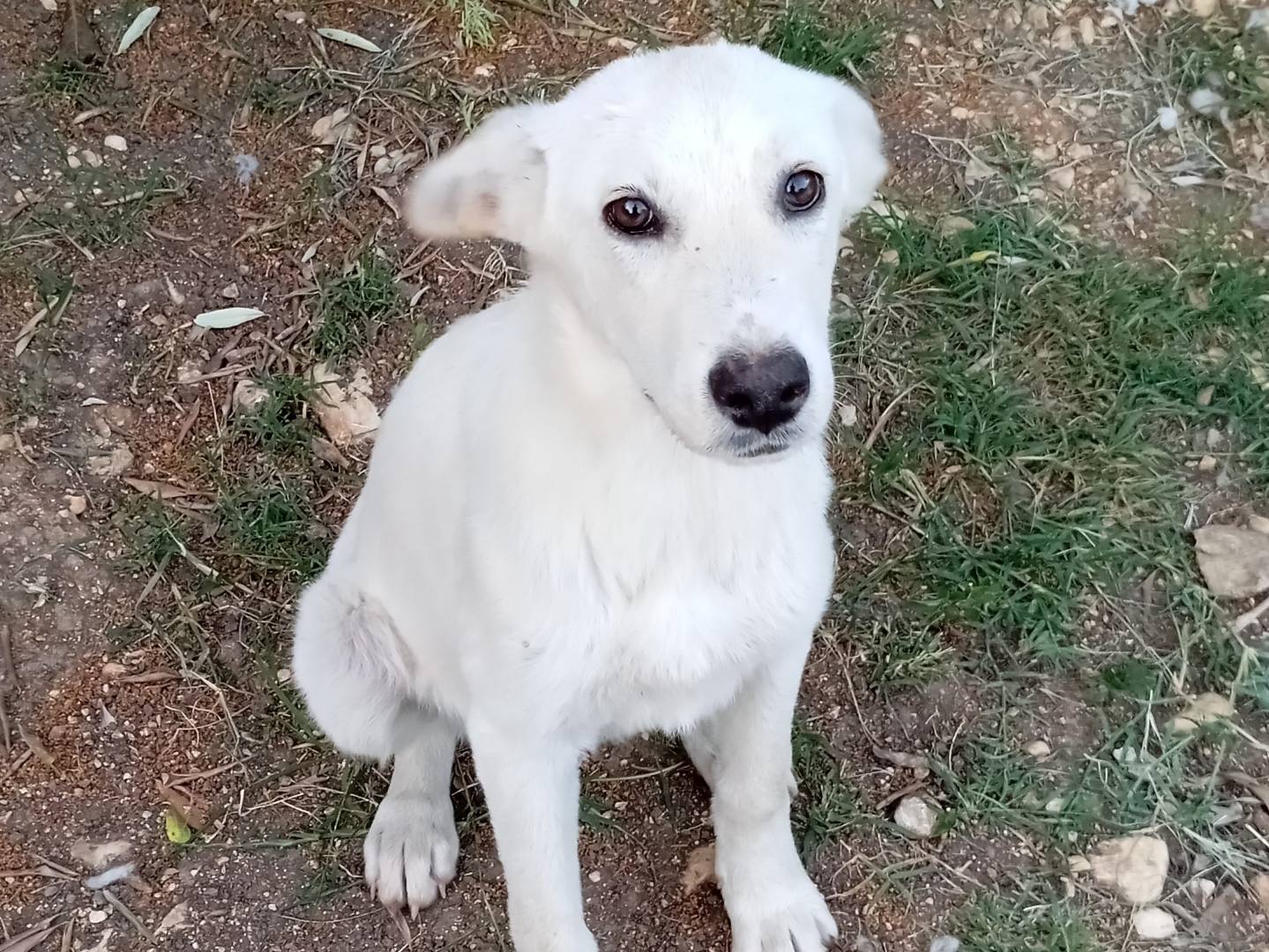 Adozione cane, femmina, Razza sconosciuta Razza sconosciuta, 6 mesi, taglia media, Frosinone