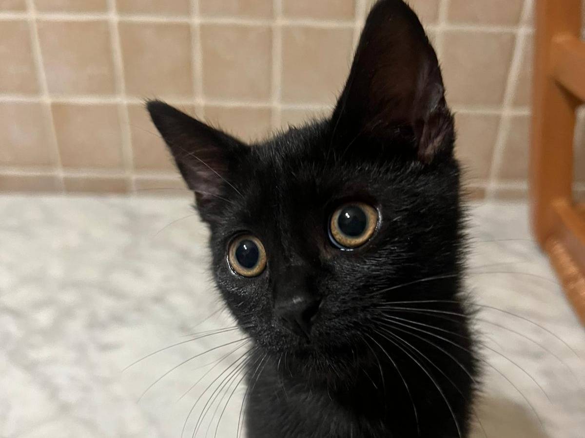 Adotta un gatto, taglia non valida, femmina, Bari