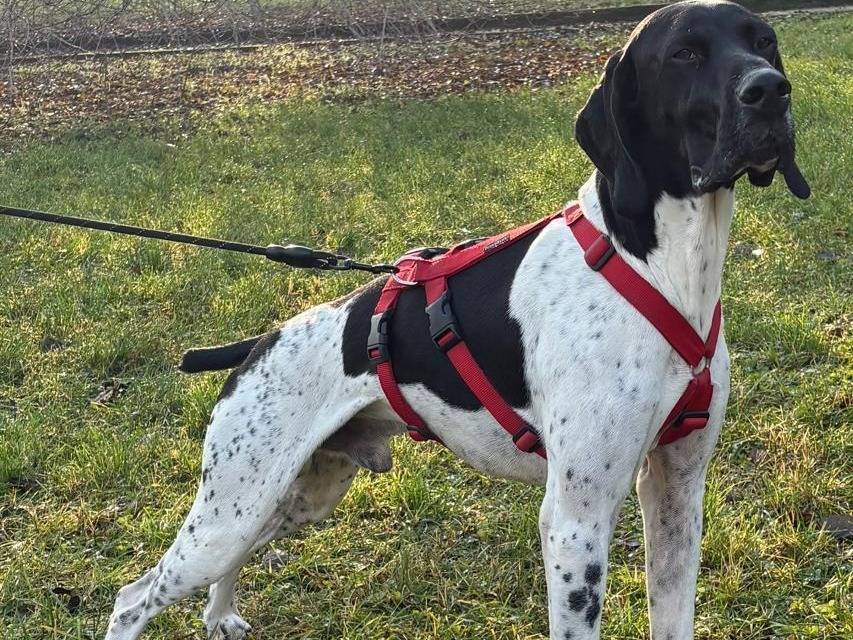Adotta un cane, taglia grande, maschio, Milano