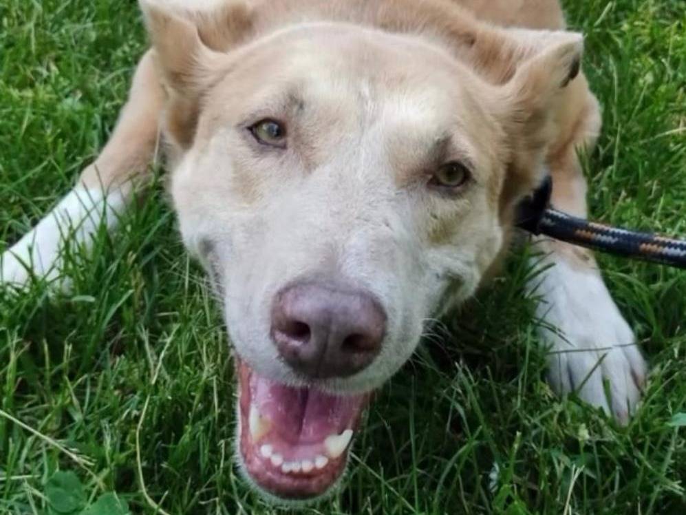 Adotta un cane, taglia media, femmina, Milano