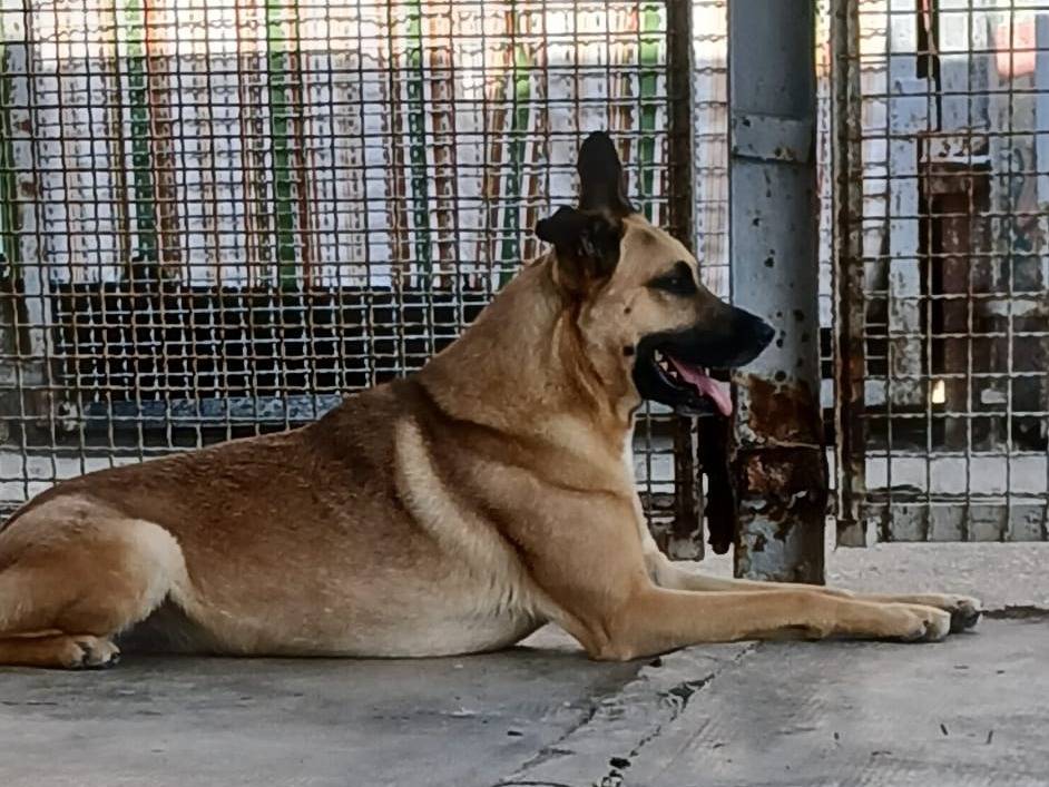 Adotta un cane, maschio, 1 anno e 7 mesi, Milano