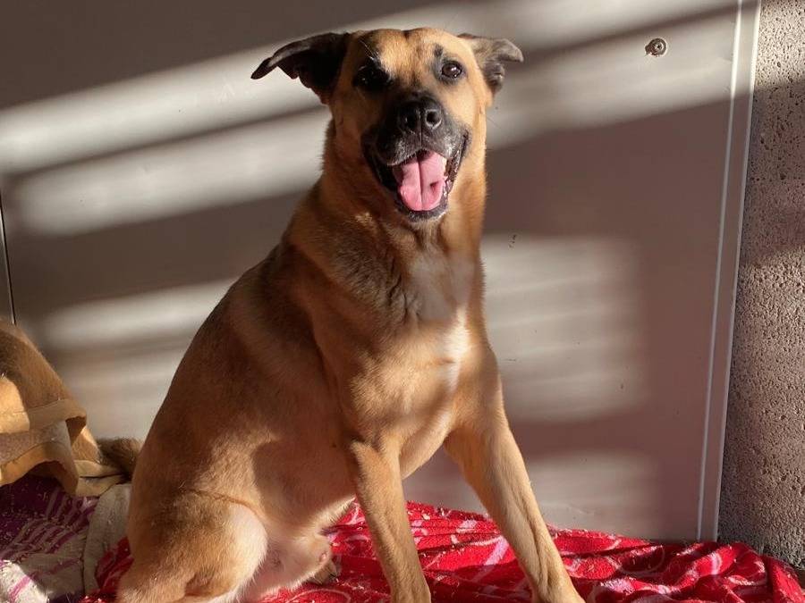 Vuoi adottare un cane a Milano?