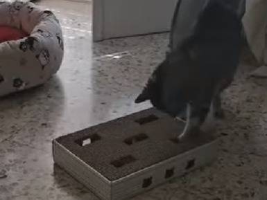 Vuoi adottare un gatto a Barletta?