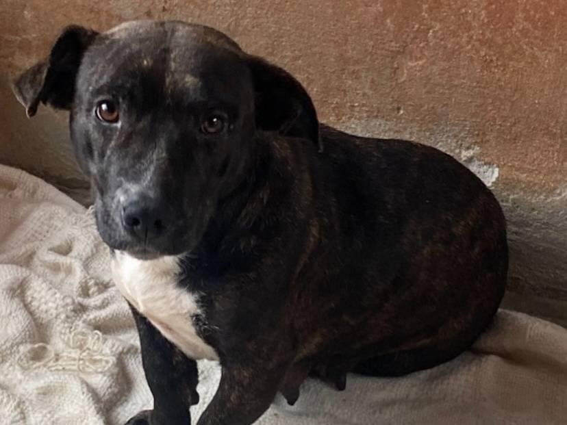 Adotta il cane Amy a Latina
