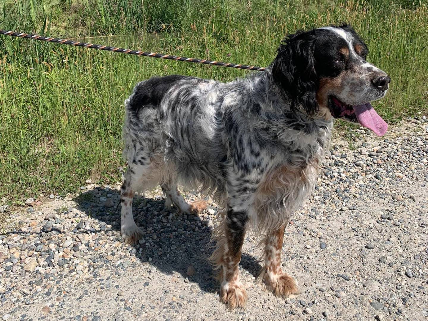 Adotta un cane, maschio, 11 anni  e 1 mese, Pavia