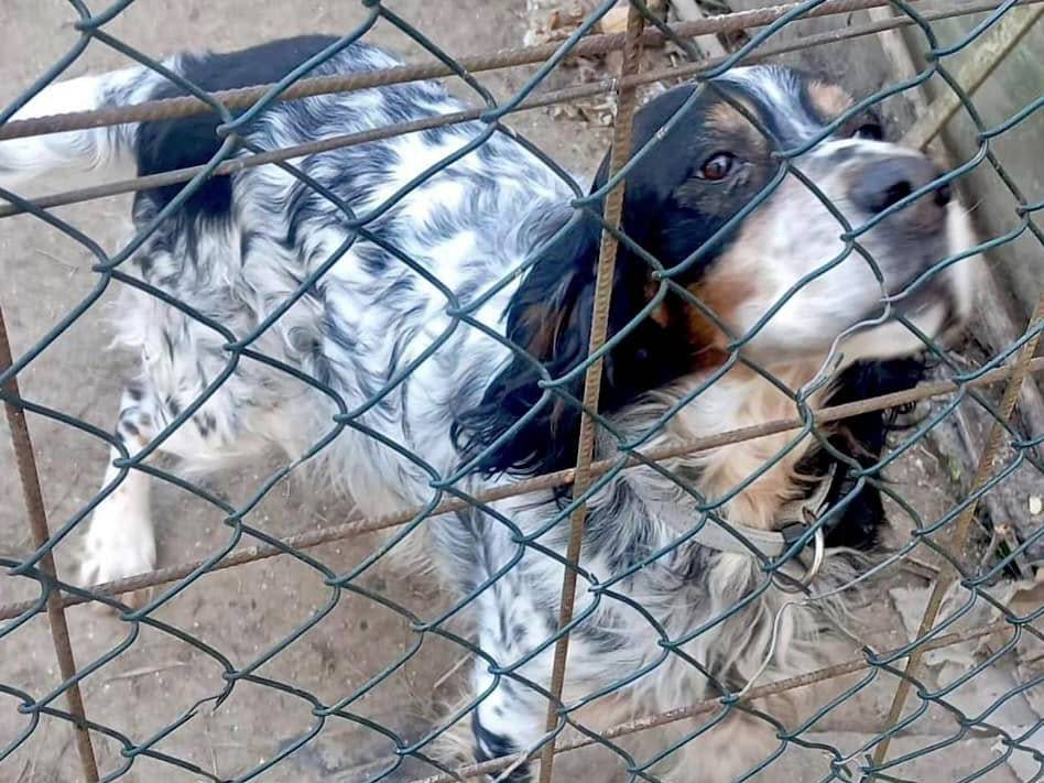 Foto 2 dell'animale
