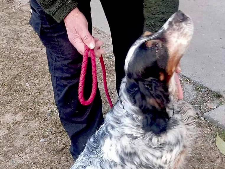 Adotta il cane NADAL a Pavia