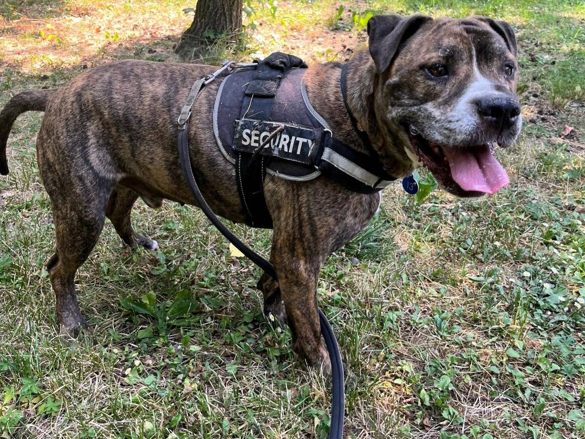 Adotta un cane, maschio, 9 anni  e 2 mesi , Milano