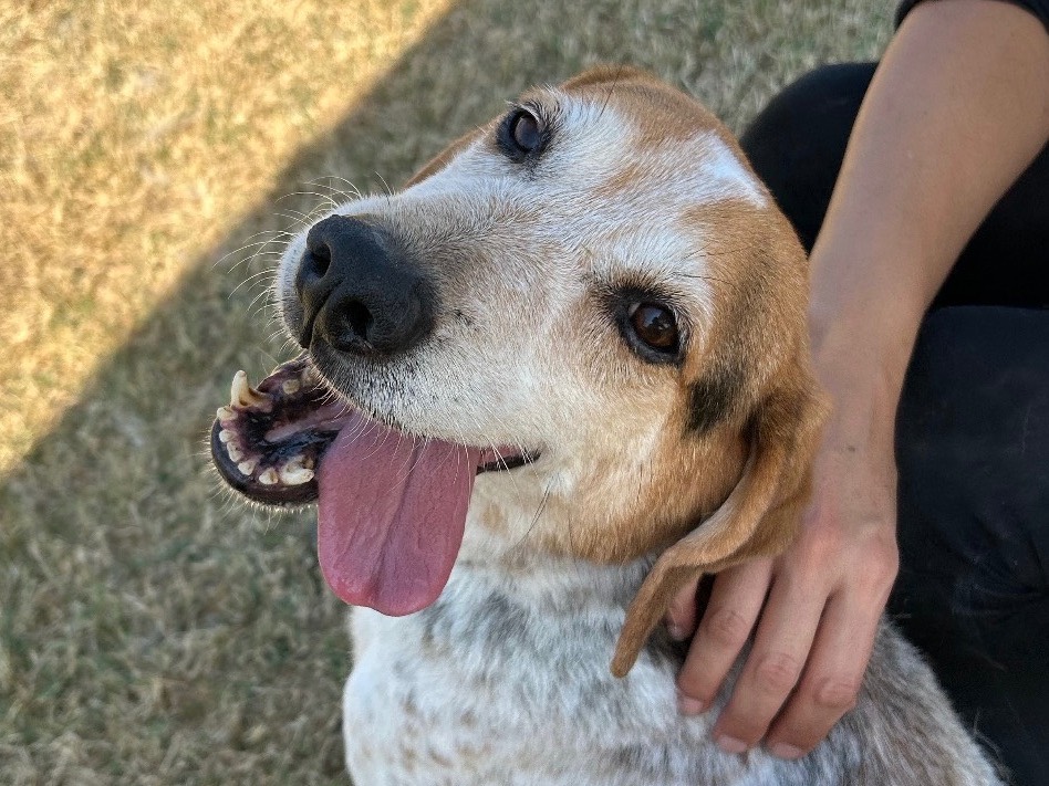 Adotta un cane, maschio, 6 anni  e 10 mesi , Latina