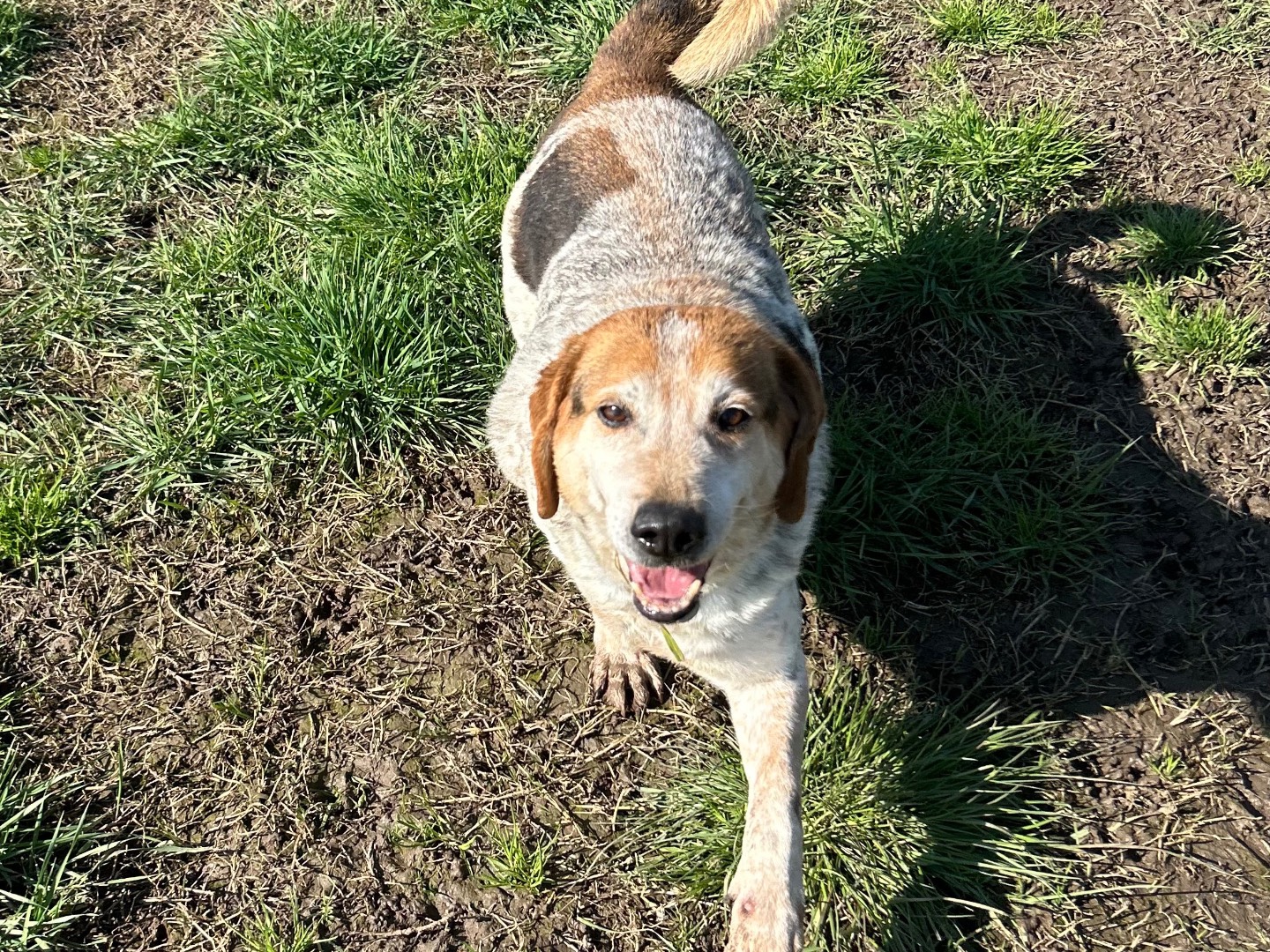 Adotta un cane, taglia media, maschio, Latina
