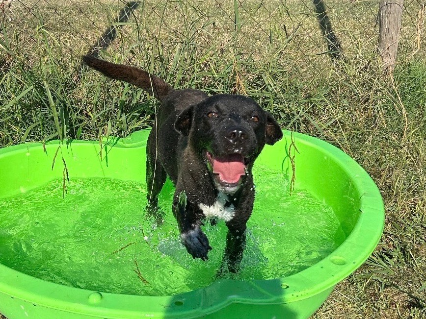 Adotta un cane, femmina, 3 anni e 2 mesi, Latina