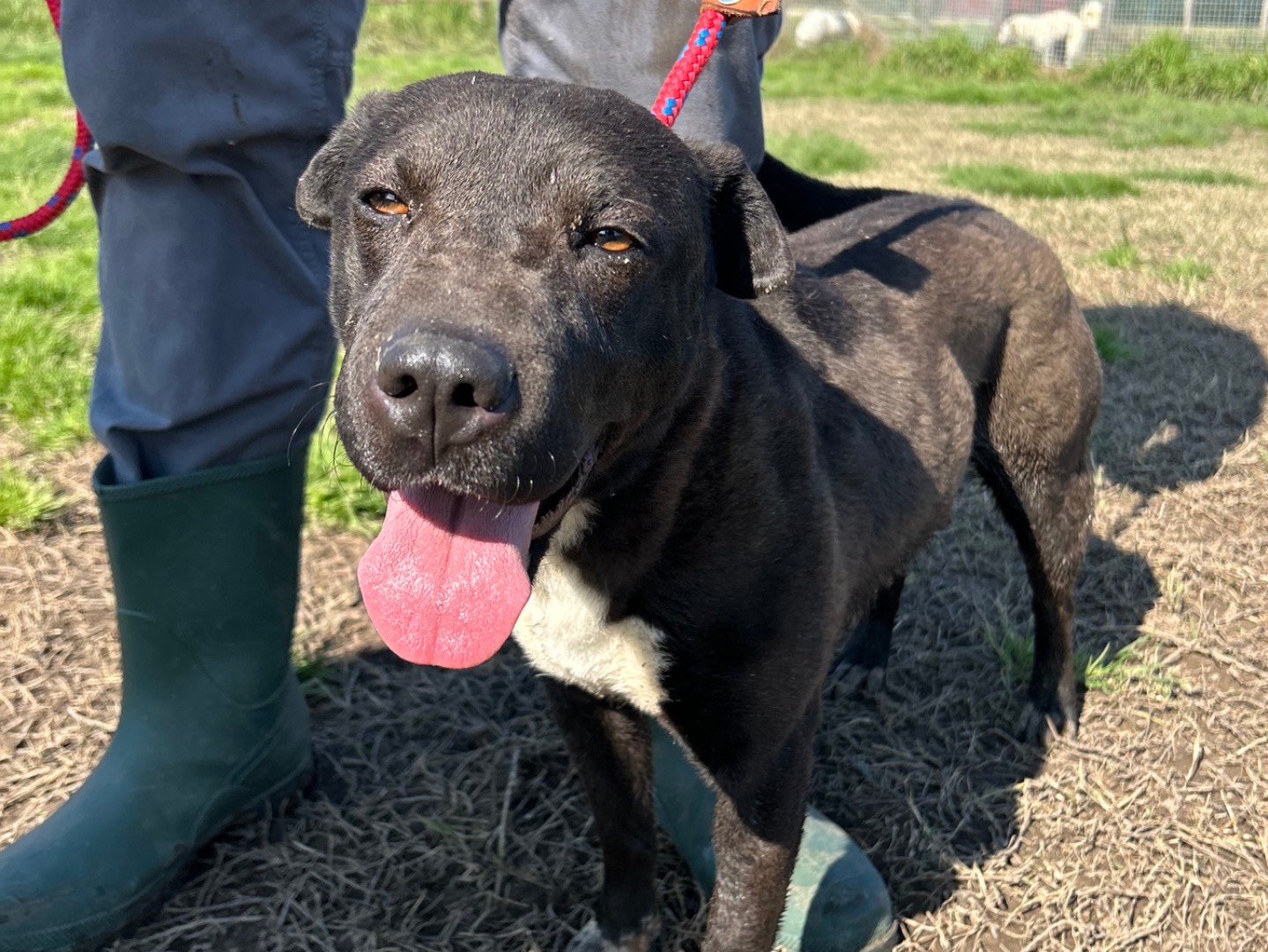 Adotta il cane Ludmilla a Latina