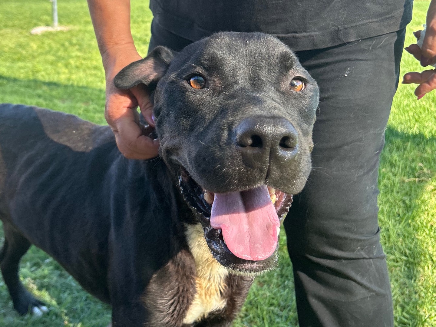Adozione cane, maschio, Razza sconosciuta Razza sconosciuta, 3 anni e 6 mesi, taglia media, Latina