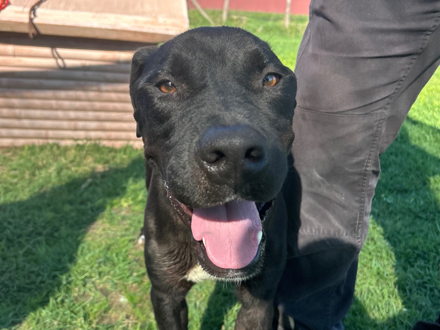 Adotta un cane, maschio, 3 anni e 6 mesi, Latina