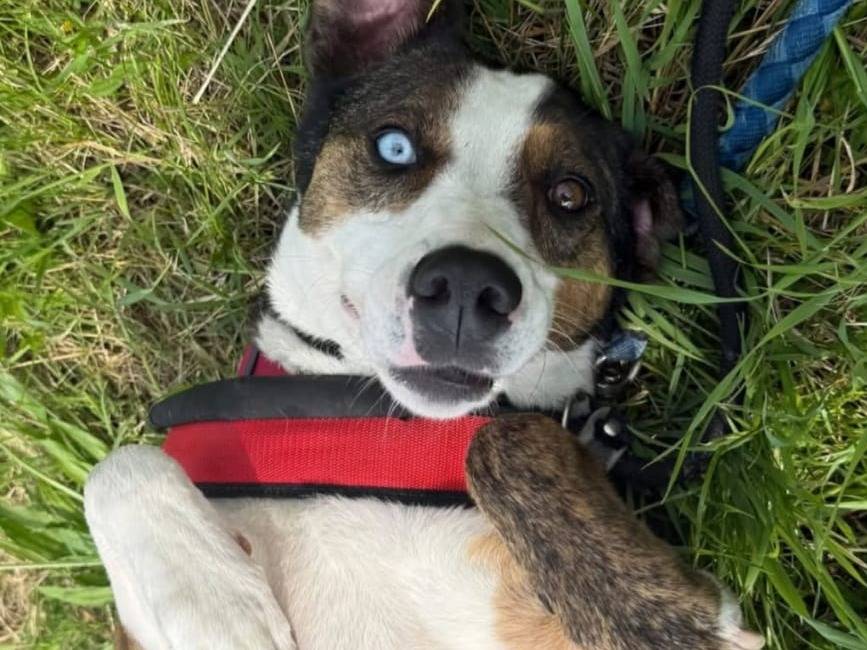 Adozione cane, femmina, Siberian Husky Razza sconosciuta, 5 anni e 5 mesi, taglia media, Milano