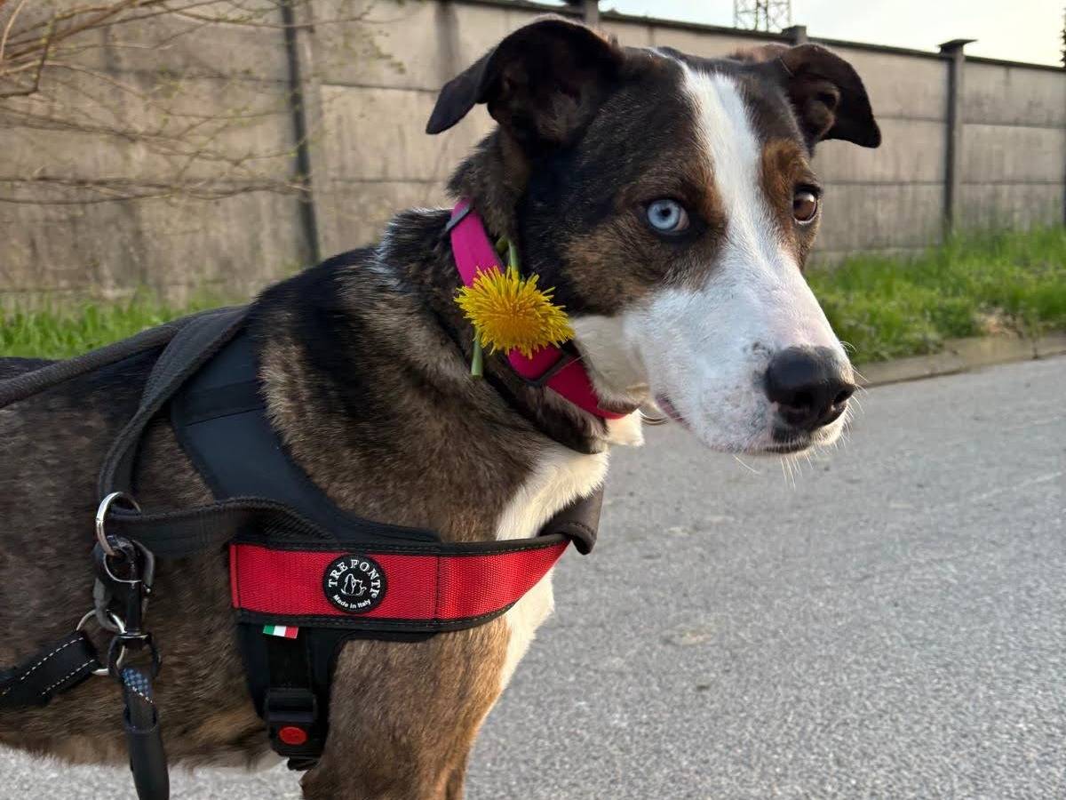 Adotta un cane, femmina, 5 anni e 5 mesi, Milano