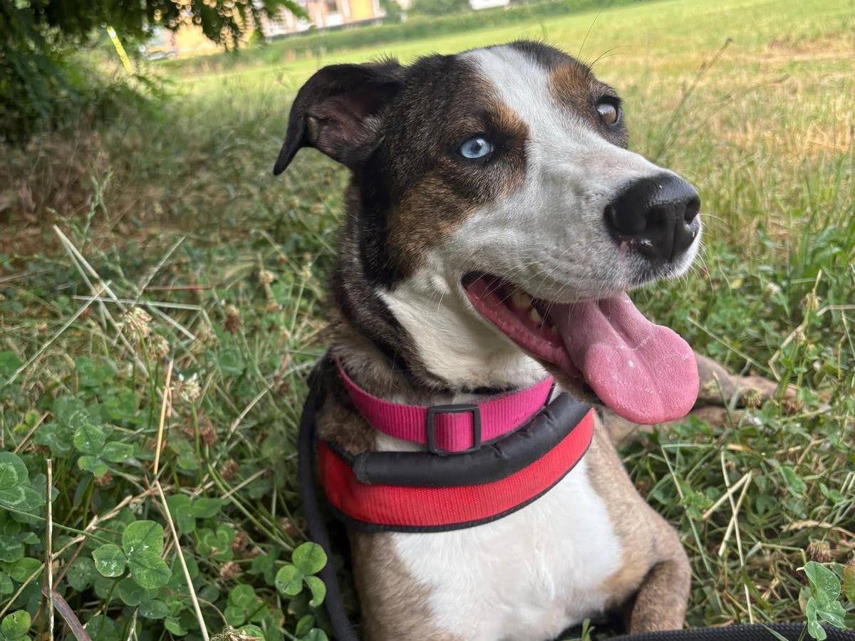 Adotta un cane, taglia media, femmina, Milano