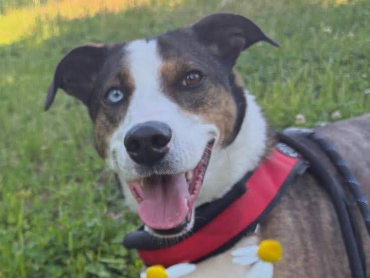 Vuoi adottare un cane a Milano?