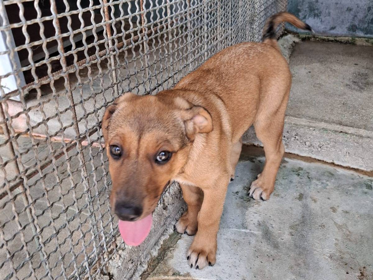 Vuoi adottare un cane a Agrigento?