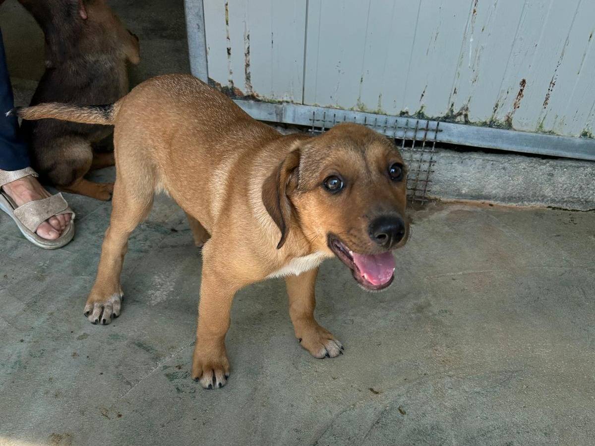 Adotta il cane Luna a Agrigento