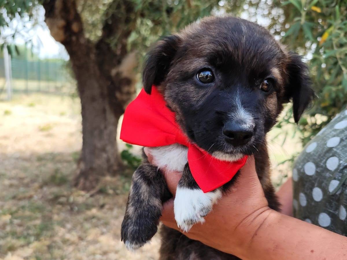 Adotta un cane, maschio, 1 mesi, Arezzo