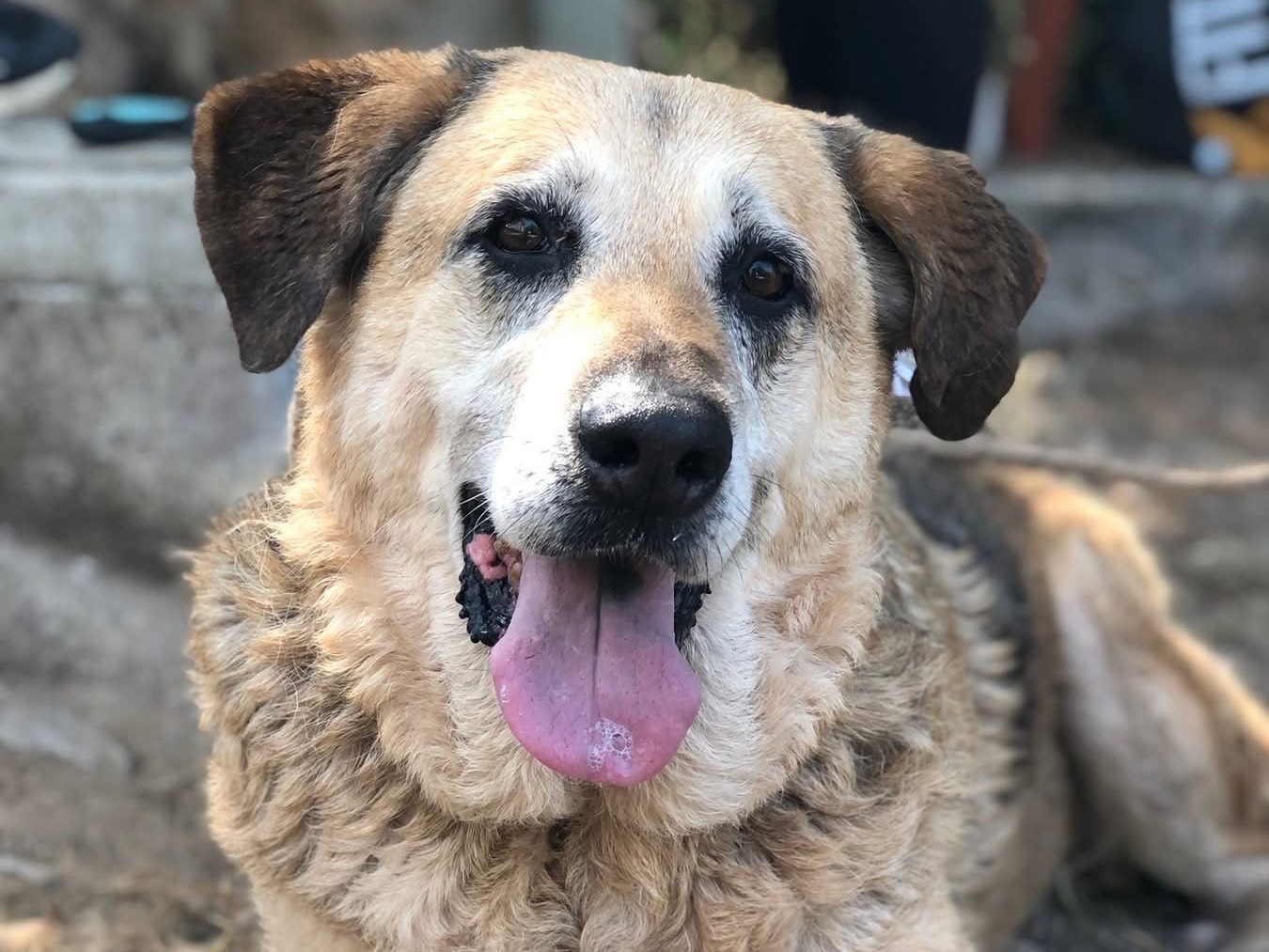 Adozione cane, femmina, Razza sconosciuta Razza sconosciuta, 10 anni e 8 mesi, taglia media, Latina