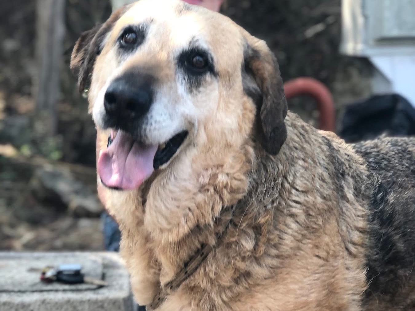 Adotta un cane, femmina, 10 anni e 8 mesi, Latina