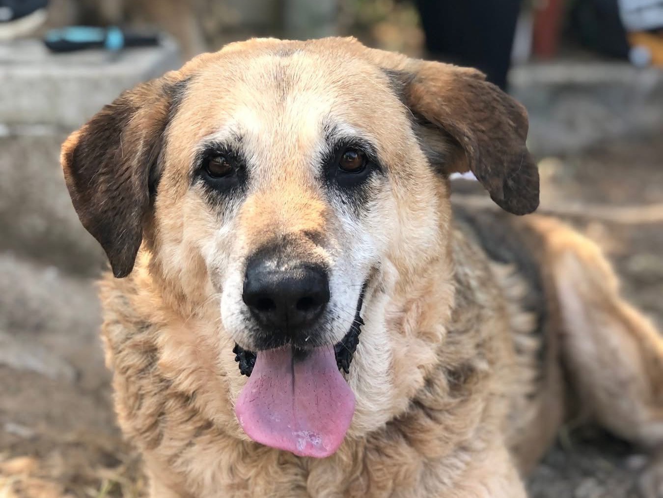 Adotta un cane, taglia media, femmina, Latina