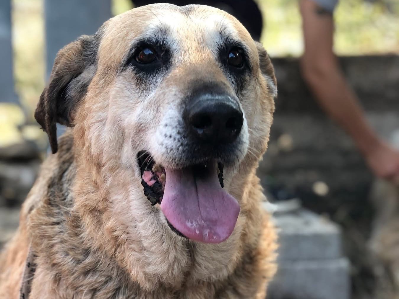 Vuoi adottare un cane a Latina?