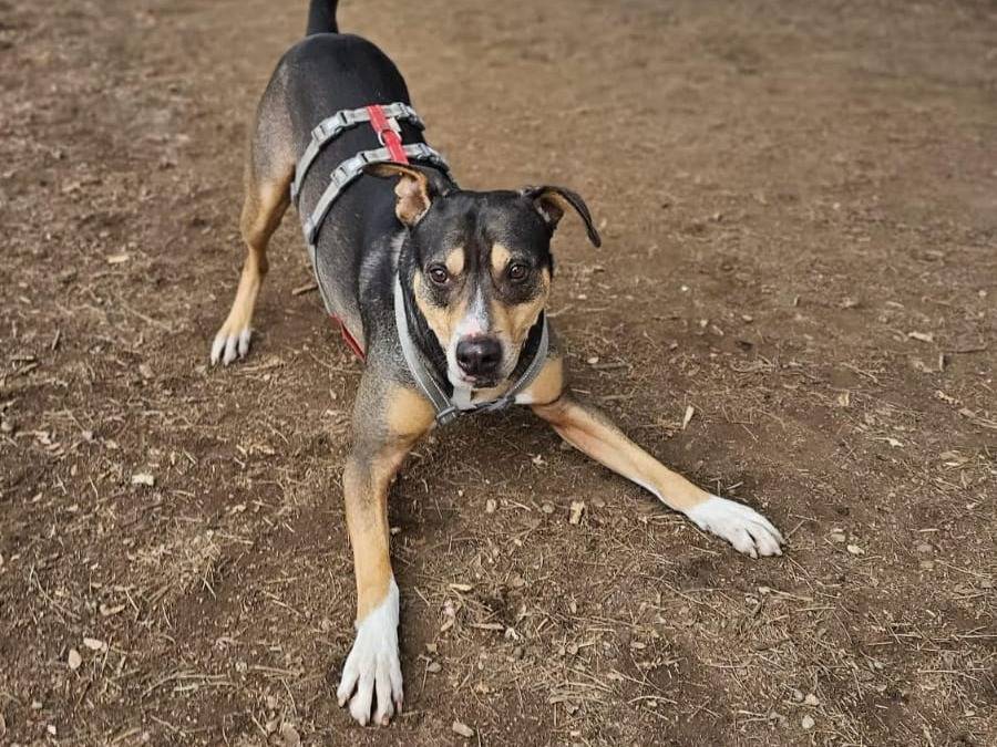 Adotta un cane, taglia media, maschio, Milano