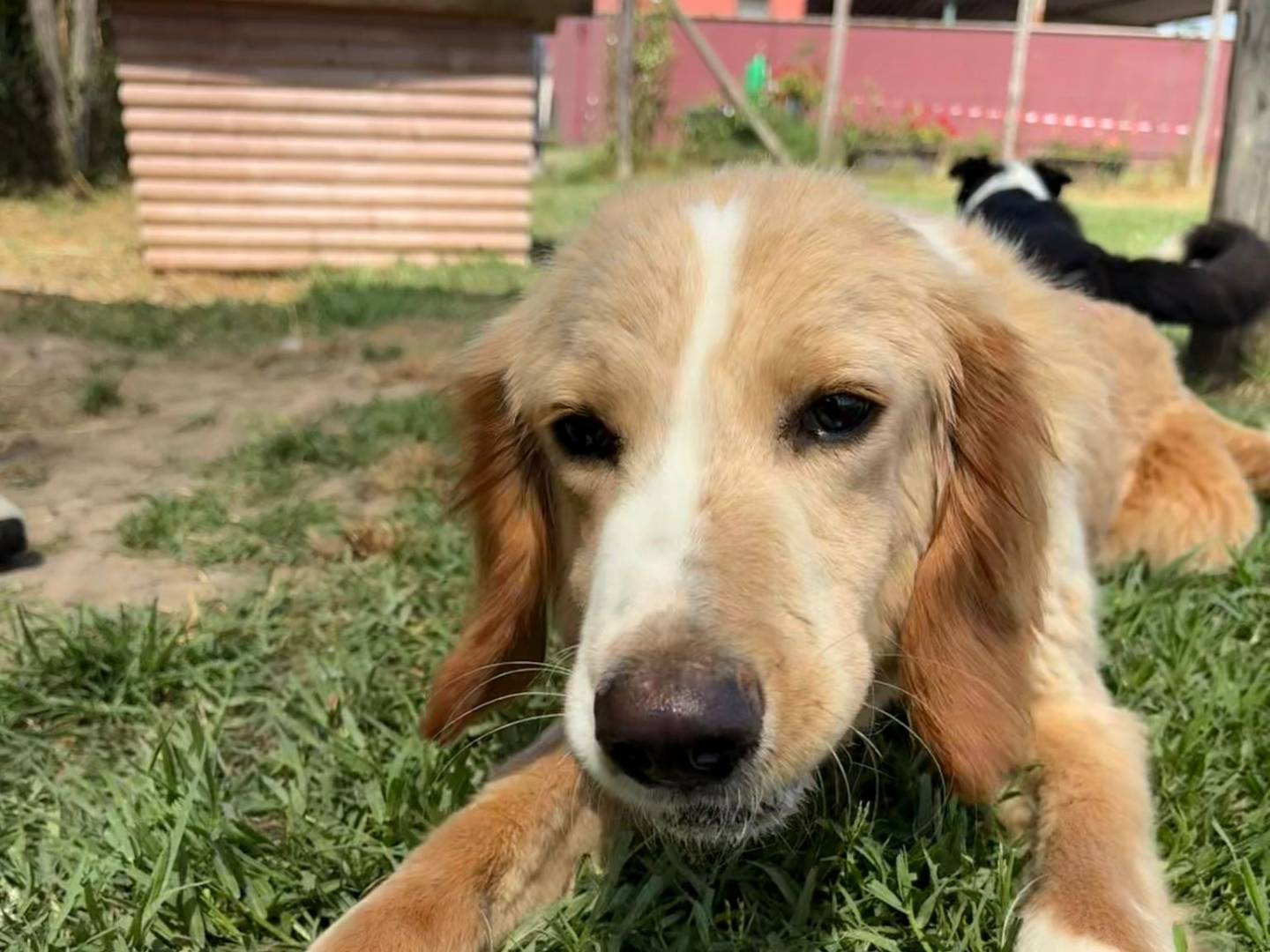 Adozione cane, maschio, Razza sconosciuta Golden Retriever, 1 anno e 6 mesi, taglia media, Latina