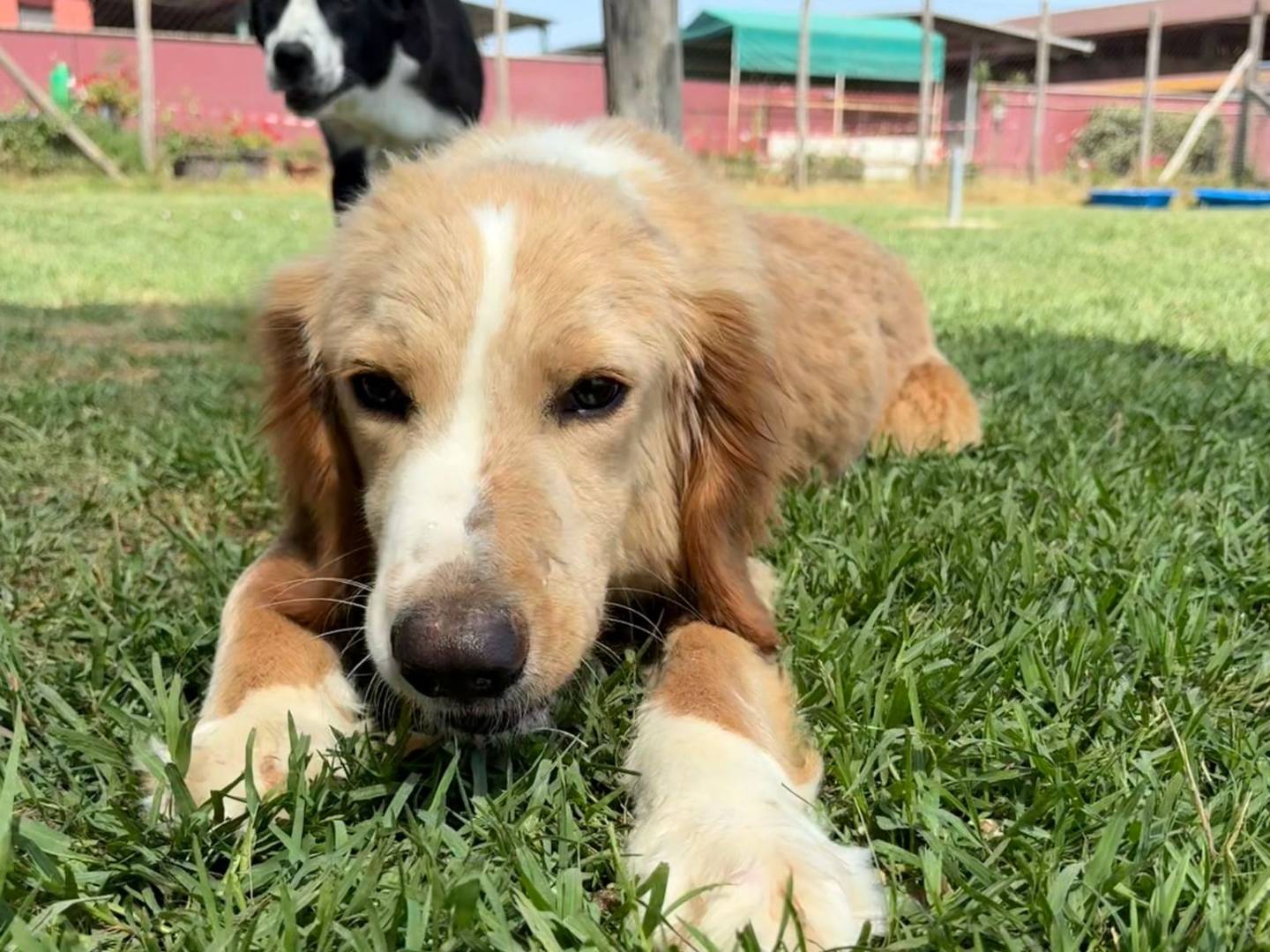 Adotta un cane, taglia media, maschio, Latina