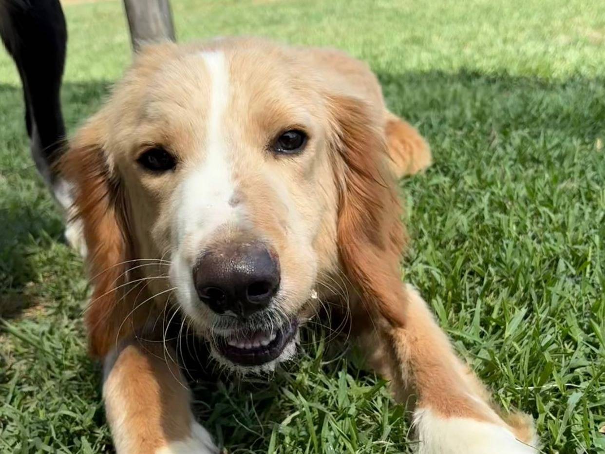 Vuoi adottare un cane a Latina?