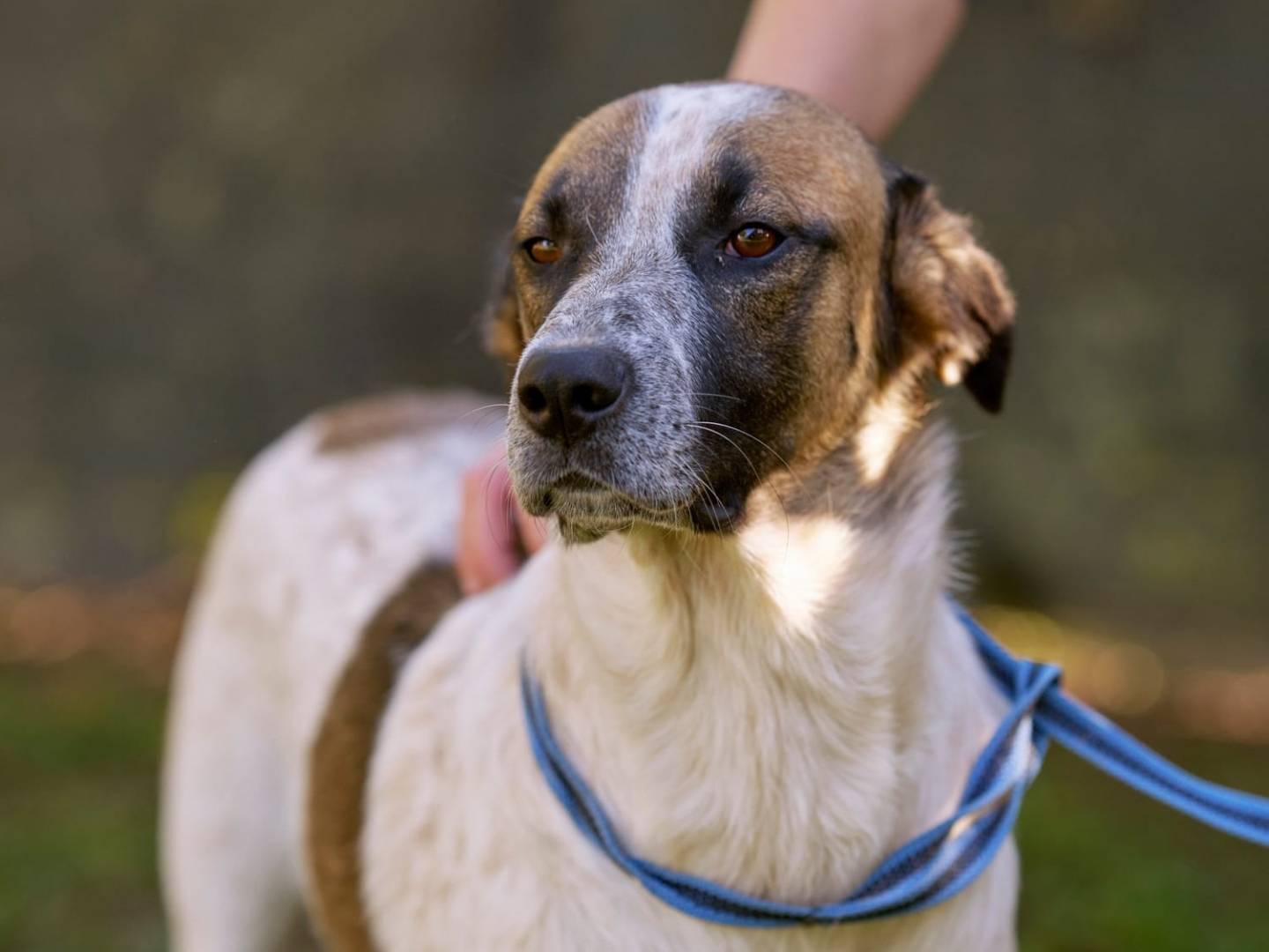 Adotta un cane, maschio, 5 anni  e 4 mesi , Verona