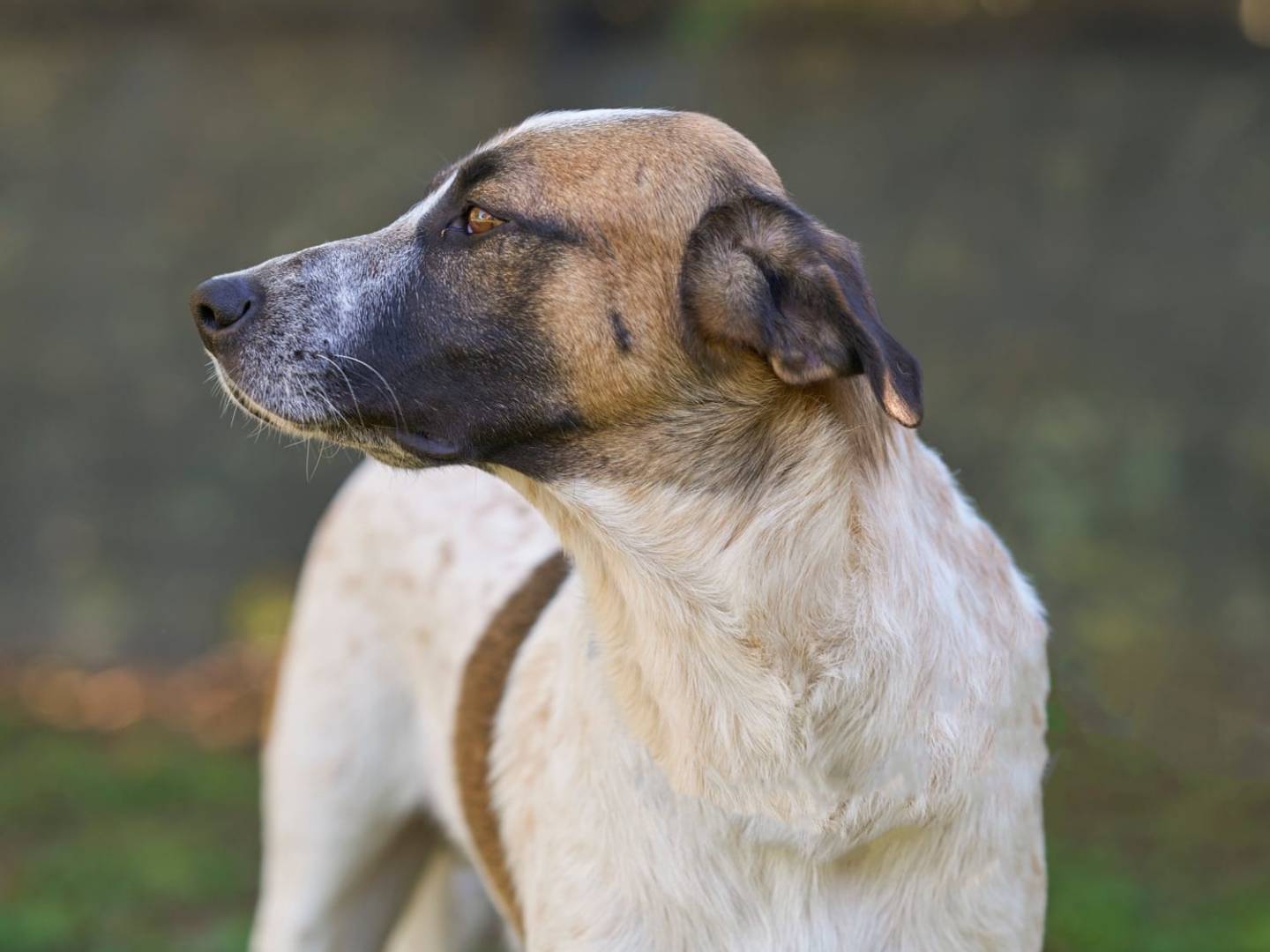 Adotta un cane, taglia grande, maschio, Verona