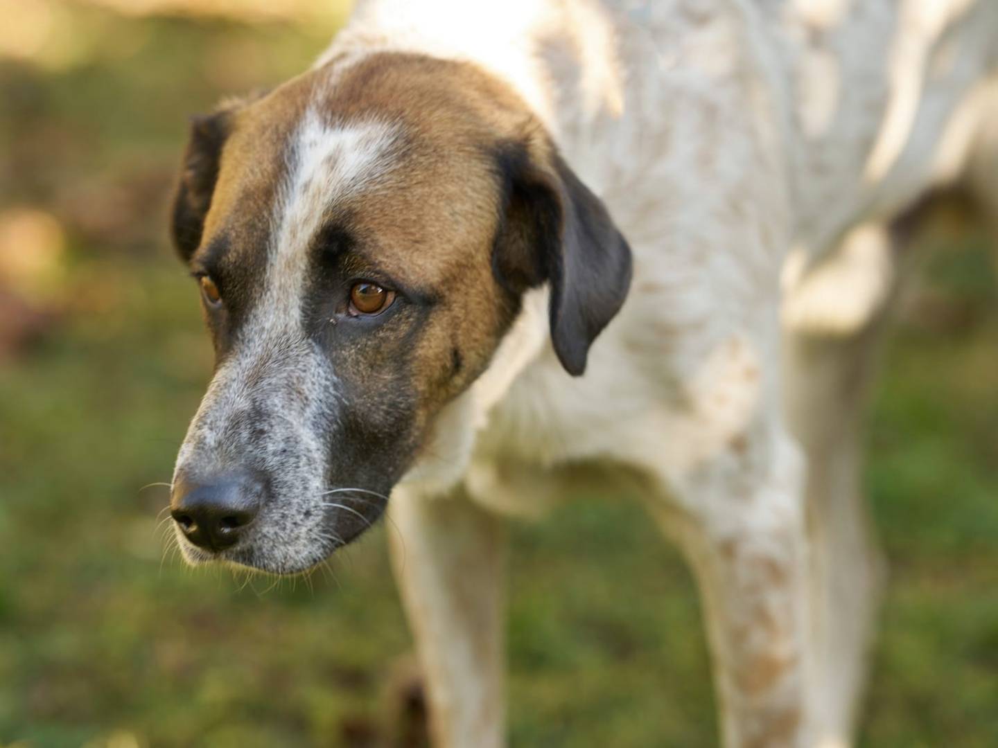 Vuoi adottare un cane a Verona?