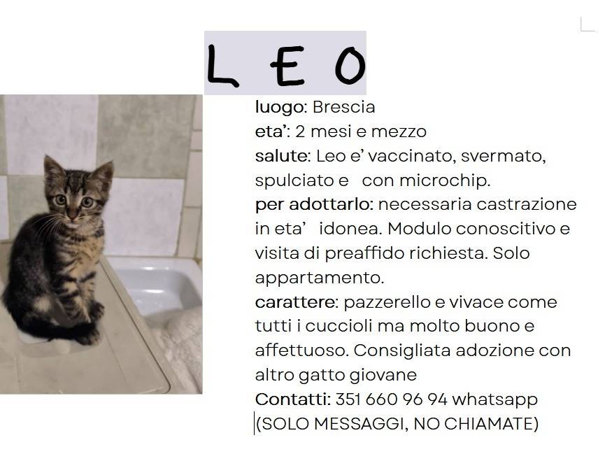 Foto 2 dell'animale