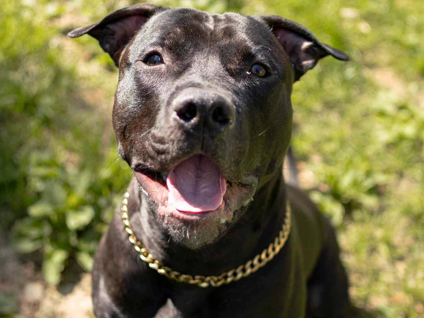 Adotta il cane DADO a Firenze