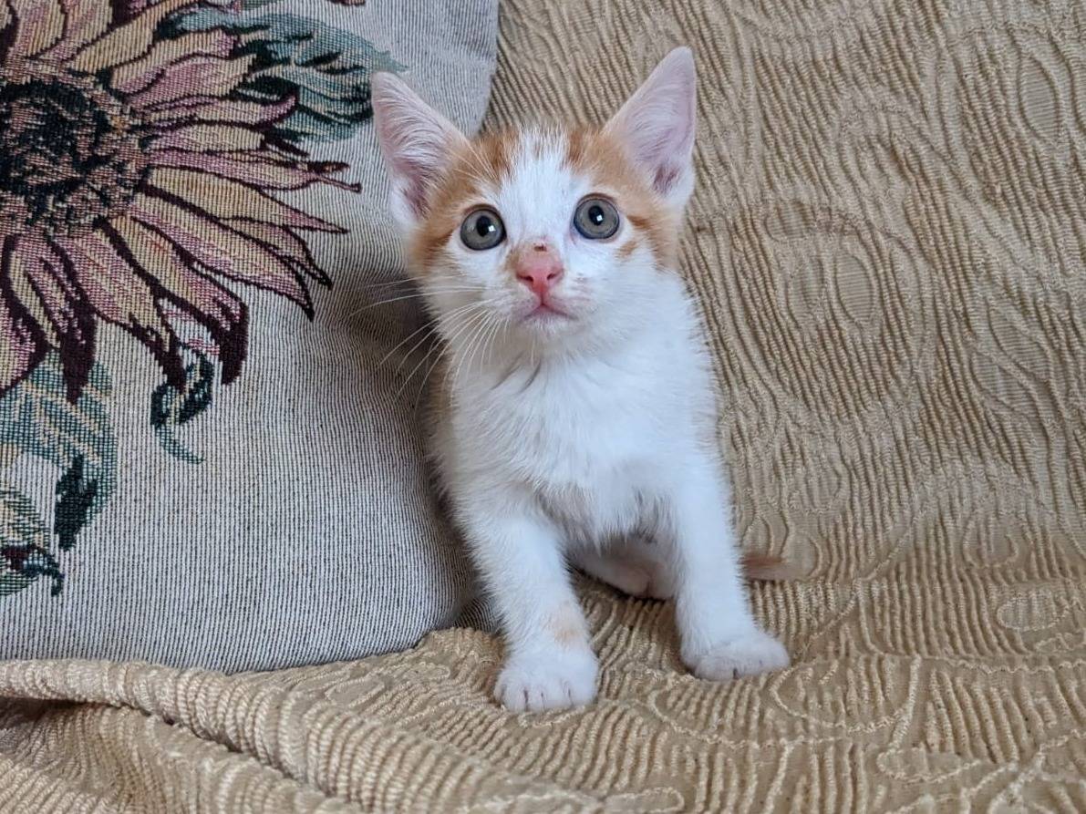 Foto dell'animale