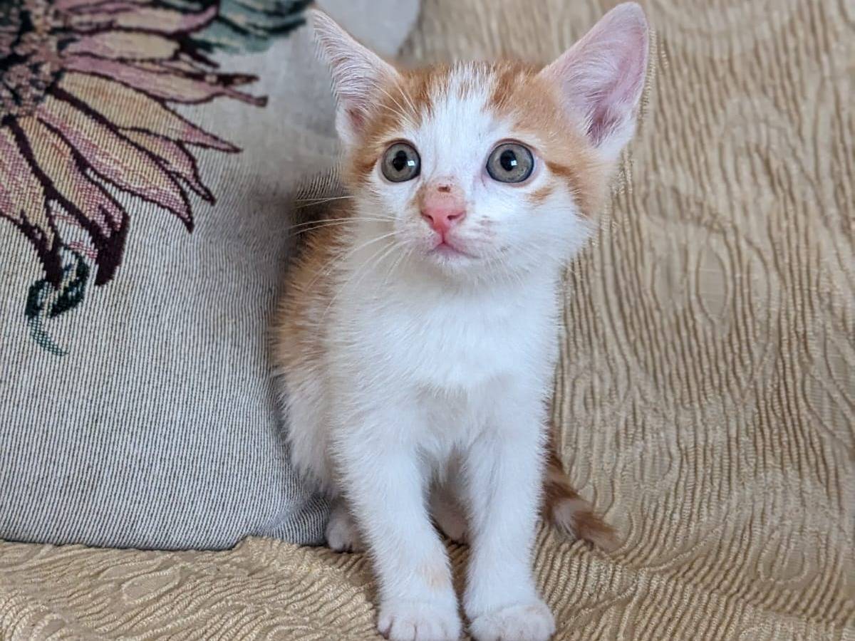 Adotta un gatto, maschio, 3 mesi, Caserta