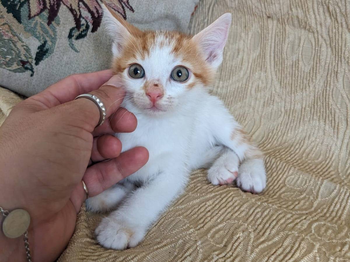 Adotta un gatto, taglia non valida, maschio, Caserta