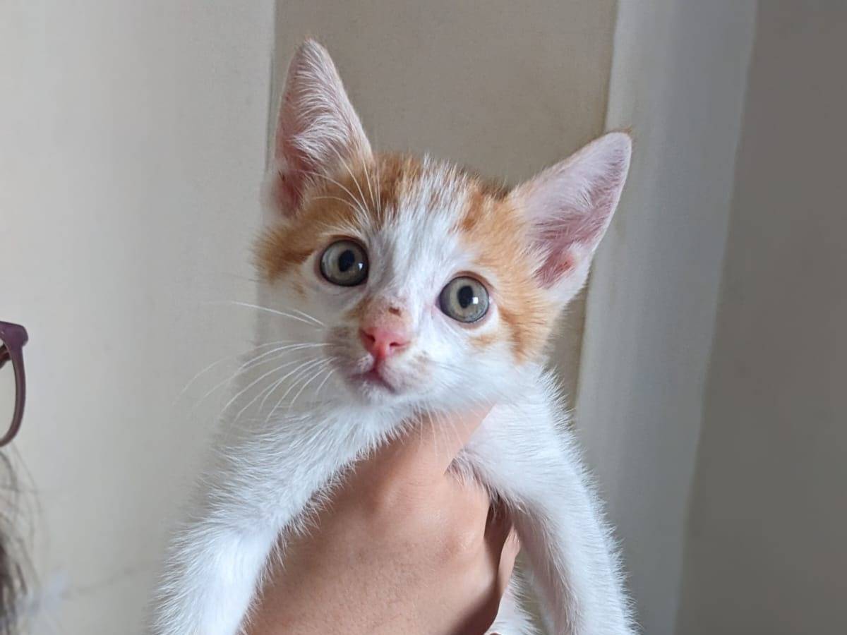 Vuoi adottare un gatto a Caserta?