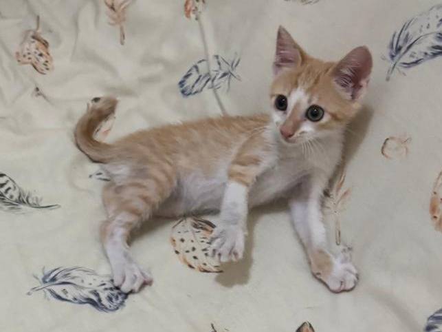Vuoi adottare un gatto a Caserta?