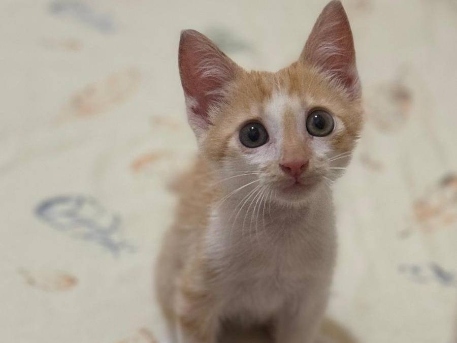 Adotta il gatto LUCIO a Caserta