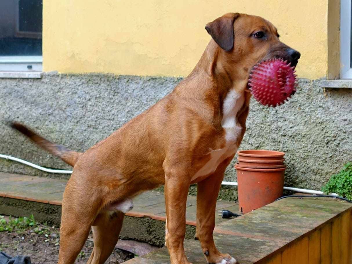 Adotta il cane OSCAR a Firenze